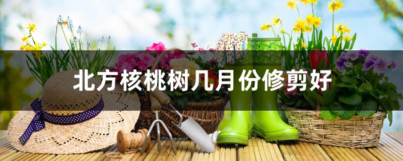 北方核桃树几月份修剪好 北方核桃树几月份修剪好