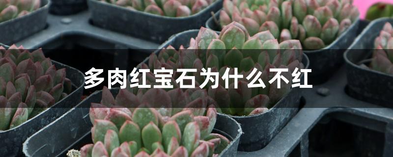 多肉红宝石为什么不红 多肉红宝石为什么不红