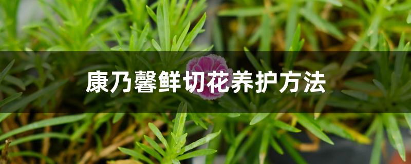 康乃馨鲜切花养护方法 康乃馨鲜切花养护方法
