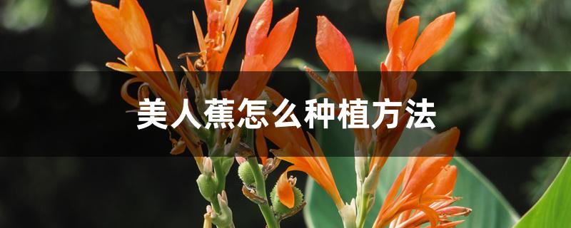 美人蕉怎么种植方法 美人蕉怎么种植方法