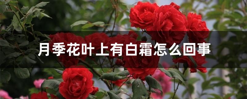 月季花叶上有白霜怎么回事