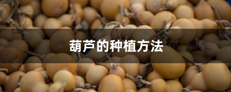 葫芦的种植方法