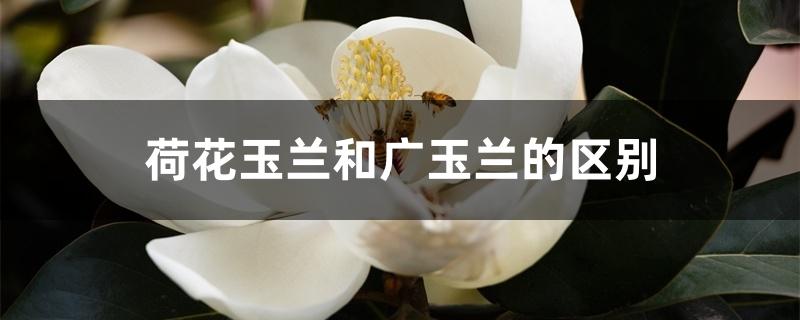 荷花玉兰和广玉兰的区别 荷花玉兰和广玉兰的区别