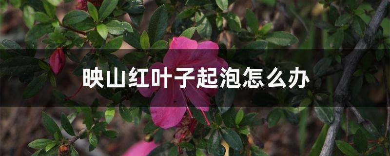 映山红叶子起泡怎么办 映山红叶子起泡怎么办