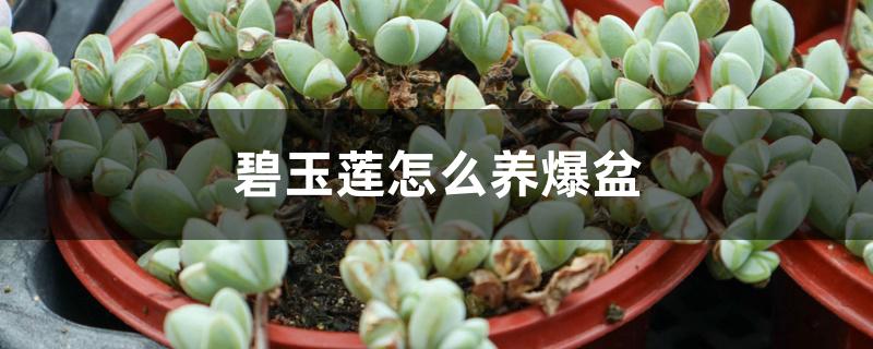 碧玉莲怎么养爆盆 碧玉莲怎么养爆盆