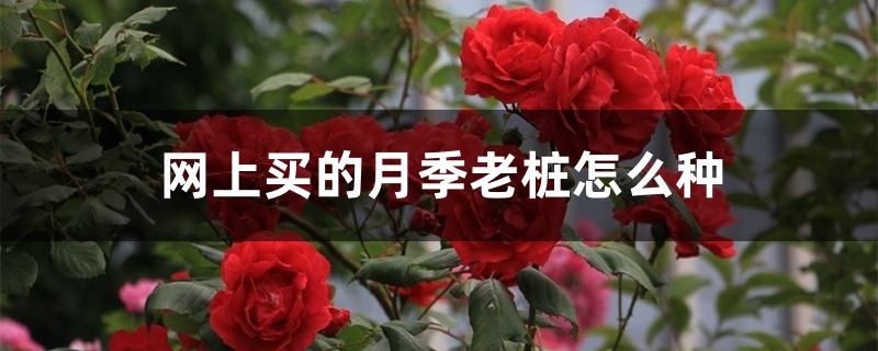 网上买的月季老桩怎么种 网上买的月季老桩怎么种