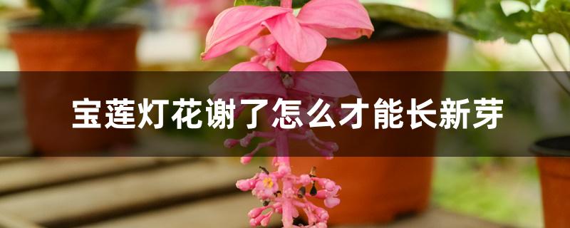 宝莲灯花谢了怎么才能长新芽 宝莲灯花谢了怎么才能长新芽