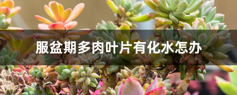 服盆期多肉叶片有化水怎么办 服盆期多肉叶片有化水怎么办