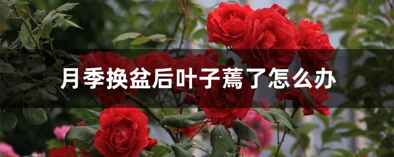 月季换盆后叶子蔫了怎么办 月季换盆后叶子蔫了怎么办