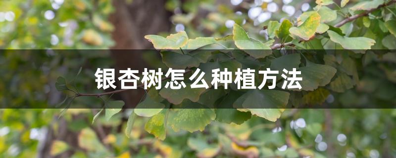 银杏树怎么种植方法 银杏树怎么种植方法