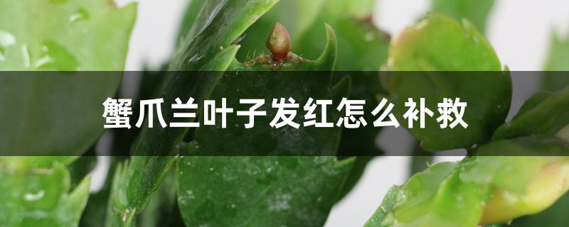 蟹爪兰叶子发红怎么补救 蟹爪兰叶子发红怎么补救