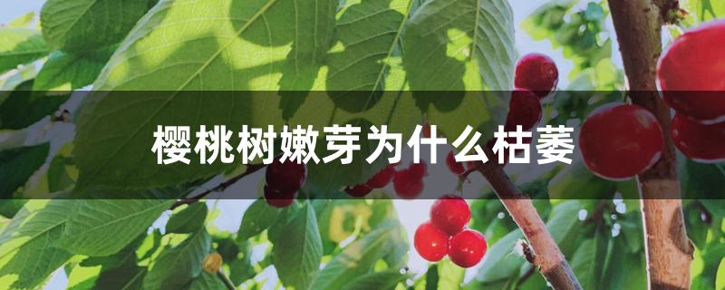 樱桃树嫩芽为什么枯萎 樱桃树嫩芽为什么枯萎