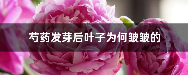 芍药发芽后叶子为何皱皱的 芍药发芽后叶子为何皱皱的