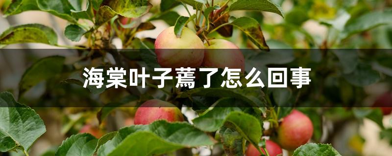 海棠叶子蔫了怎么回事