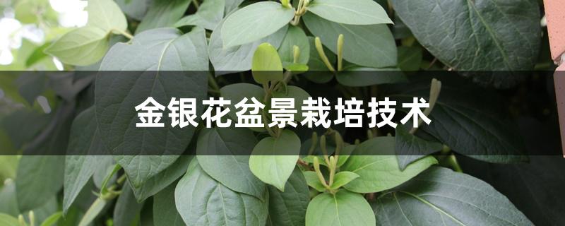 金银花盆景栽培技术 金银花盆景栽培技术