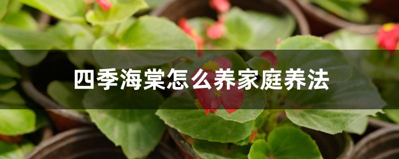 四季海棠怎么养家庭养法 四季海棠怎么养家庭养法