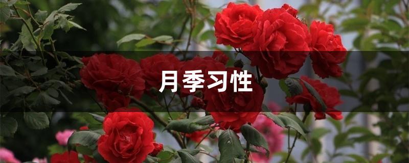 月季习性 月季习性