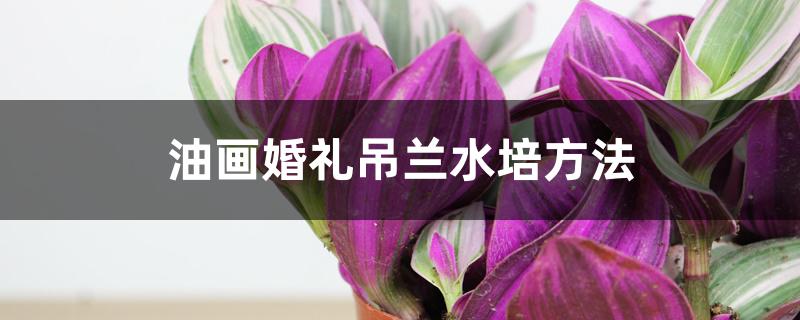 油画婚礼吊兰水培方法 油画婚礼吊兰水培方法