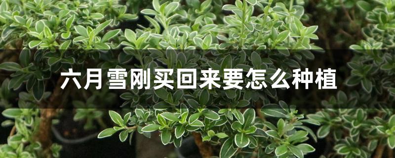 六月雪刚买回来要怎么种植 六月雪刚买回来要怎么种植