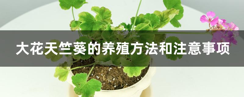 大花天竺葵的养殖方法和注意事项 大花天竺葵的养殖方法和注意事项