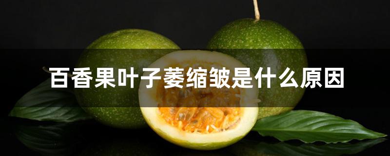 百香果叶子萎缩皱是什么原因 百香果叶子萎缩皱是什么原因