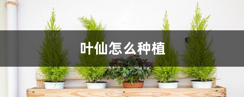 叶仙怎么种植 叶仙怎么种植