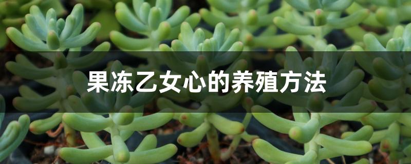 果冻乙女心的养殖方法 果冻乙女心的养殖方法