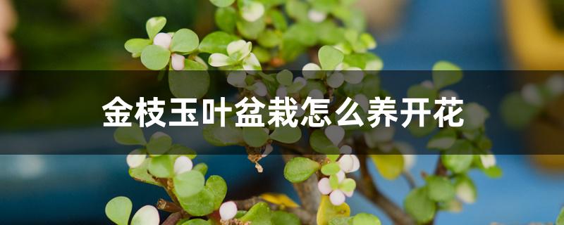 金枝玉叶盆栽怎么养开花 金枝玉叶盆栽怎么养开花