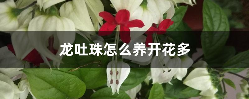 龙吐珠怎么养开花多 龙吐珠怎么养开花多