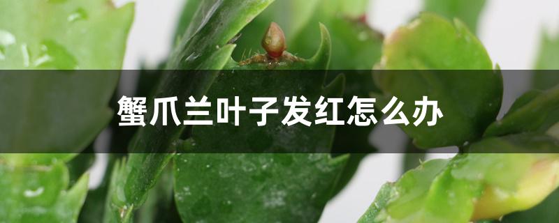 蟹爪兰叶子发红怎么办 蟹爪兰叶子发红怎么办