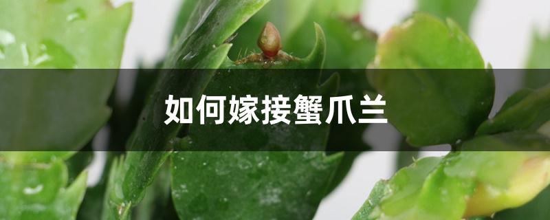 如何嫁接蟹爪兰 如何嫁接蟹爪兰