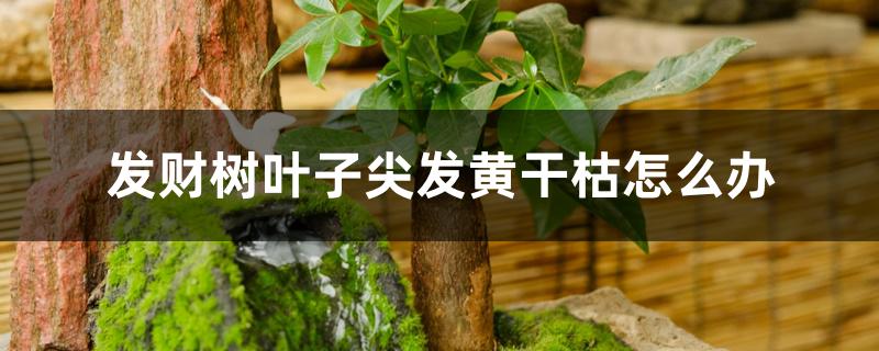 发财树叶子尖发黄干枯怎么办 发财树叶子尖发黄干枯怎么办