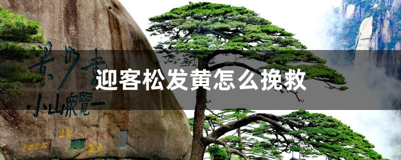 迎客松发黄怎么挽救 迎客松发黄怎么挽救