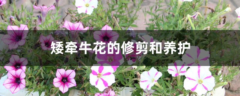 矮牵牛花的修剪和养护