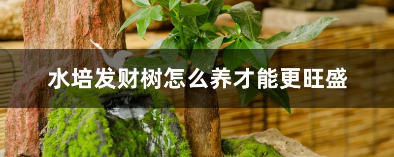 水培发财树怎么养才能更旺盛 水培发财树怎么养才能更旺盛