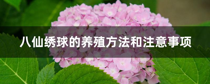 八仙绣球的养殖方法和注意事项 八仙绣球的养殖方法和注意事项