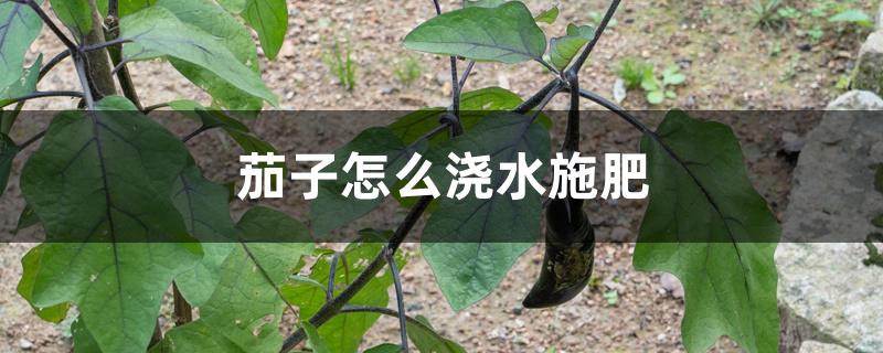 茄子怎么浇水施肥 茄子怎么浇水施肥