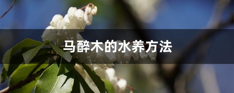 马醉木的水养方法 马醉木的水养方法