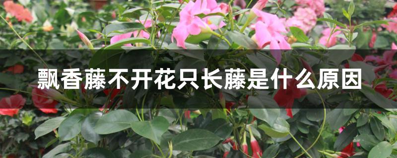 飘香藤不开花只长藤是什么原因 飘香藤不开花只长藤是什么原因