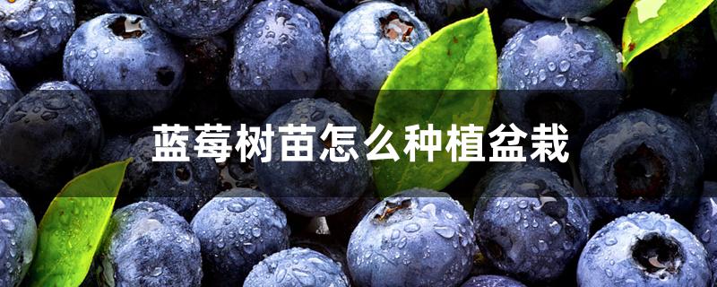 蓝莓树苗怎么种植盆栽 蓝莓树苗怎么种植盆栽