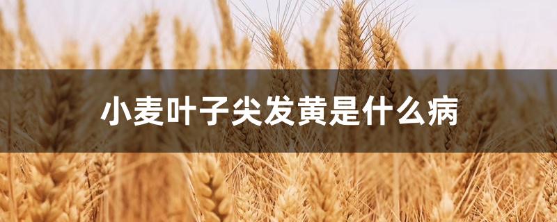 小麦叶子尖发黄是什么病 小麦叶子尖发黄是什么病