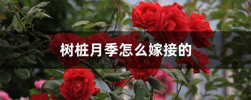树桩月季怎么嫁接的 树桩月季怎么嫁接的