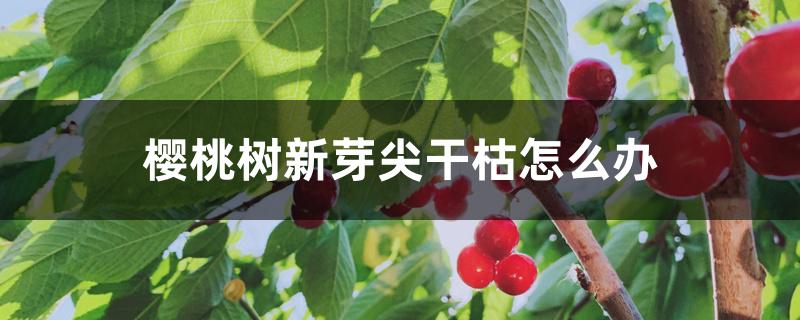 樱桃树新芽尖干枯怎么办 樱桃树新芽尖干枯怎么办