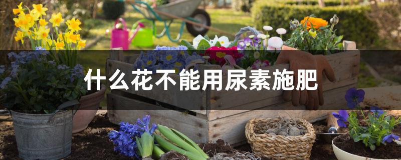 什么花不能用尿素施肥 什么花不能用尿素施肥