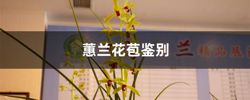 蕙兰花苞鉴别 蕙兰花苞鉴别
