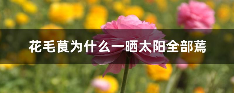 花毛茛为什么一晒太阳全部蔫 花毛茛为什么一晒太阳全部蔫