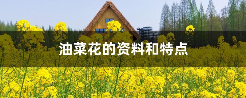 油菜花的资料和特点 油菜花的资料和特点
