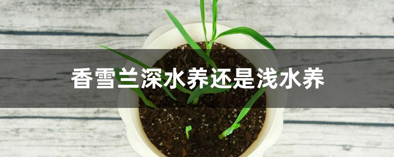 香雪兰深水养还是浅水养 香雪兰深水养还是浅水养