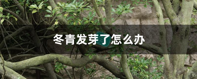 冬青发芽了怎么办 冬青发芽了怎么办