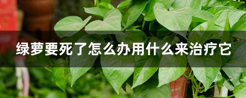 绿萝要死了怎么办用什么来治疗它 绿萝要死了怎么办用什么来治疗它